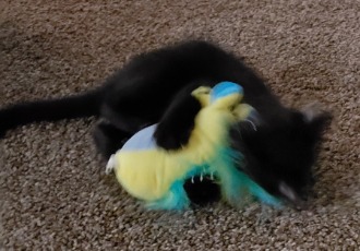 image of Shadow playing with a toy squirrel 