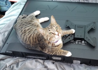 image of tinker laying on a tv