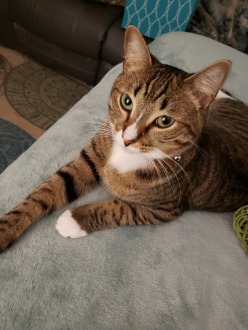 image of Tinkerbell on the bed