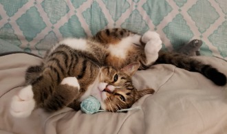 image of tinker with a ball of yarn