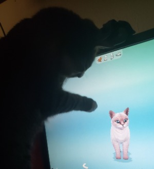 image of tinker looking at a cat on the computer