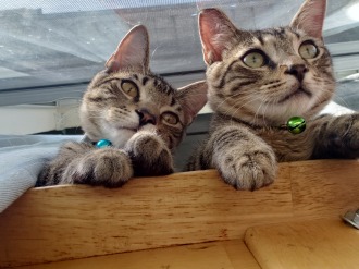 image of Hugs and cuddles on a table