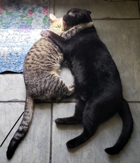 image of Shadow cleaning cuddles 