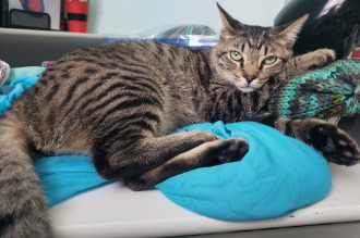 image of cuddles laying on stuff on a table