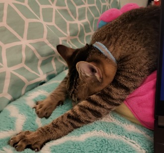 image of hugs on a donut pillow 