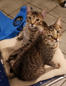 image of hugs and cuddles on a chair