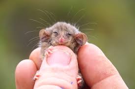 A picture of a widdle baby possum.
