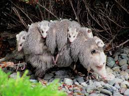 A picture of a mother possum with lots of babies draped off her back.