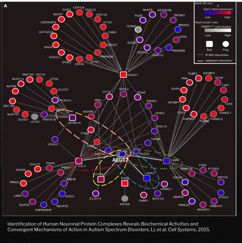 Modeling Autism Related Missense Variant Protein-Protein Interactions with a Siamese RNN