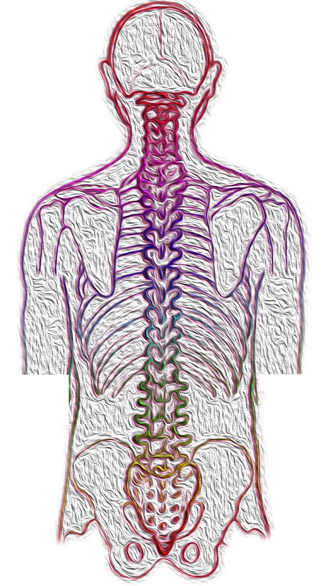 An artwork of a human and the spinal cord