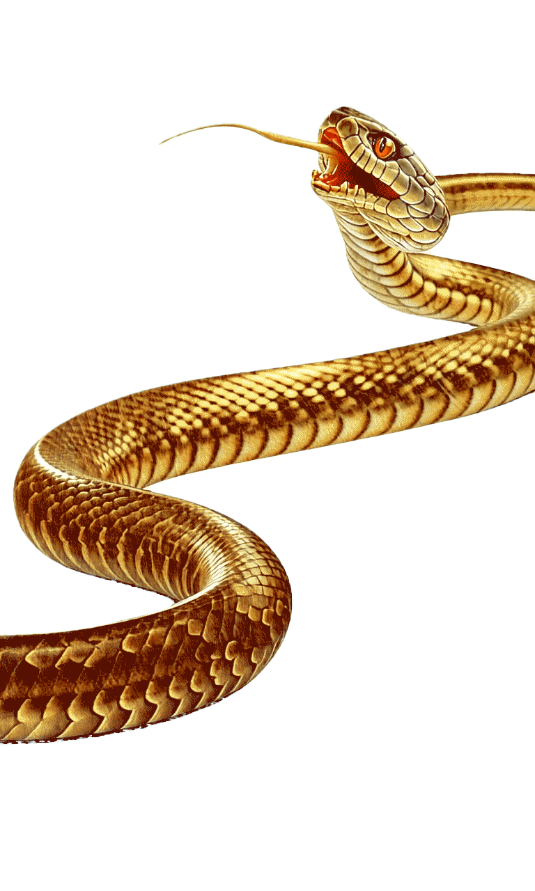 GIF-анимация