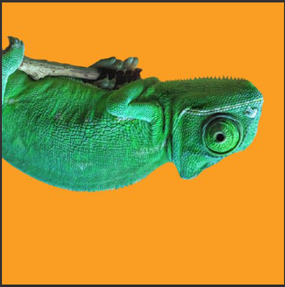 Chameleon flip horizontal flip vertical in Photoshop