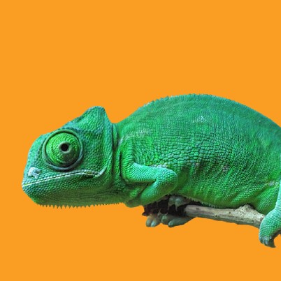 Chameleon orange background