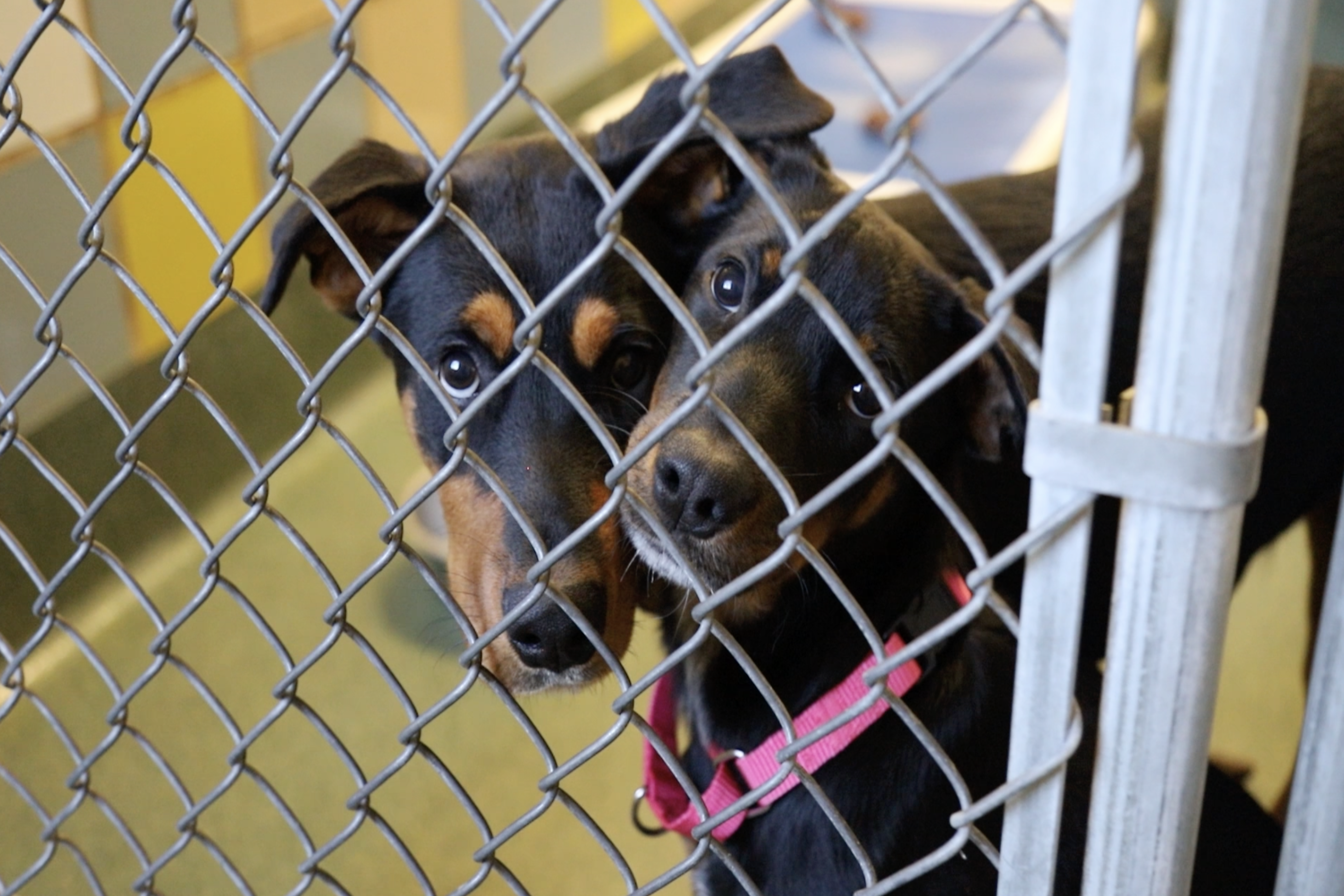 Dogs looking into camera from cage.