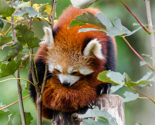 Red panda resting in a tree.